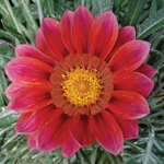 Gazania SunBathers Otomi